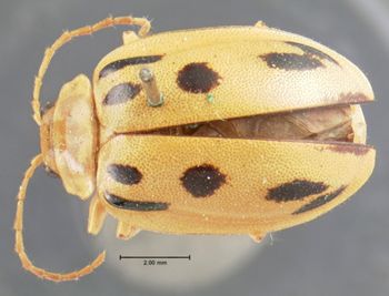 Media type: image; Entomology 19417   Aspect: habitus dorsal view
